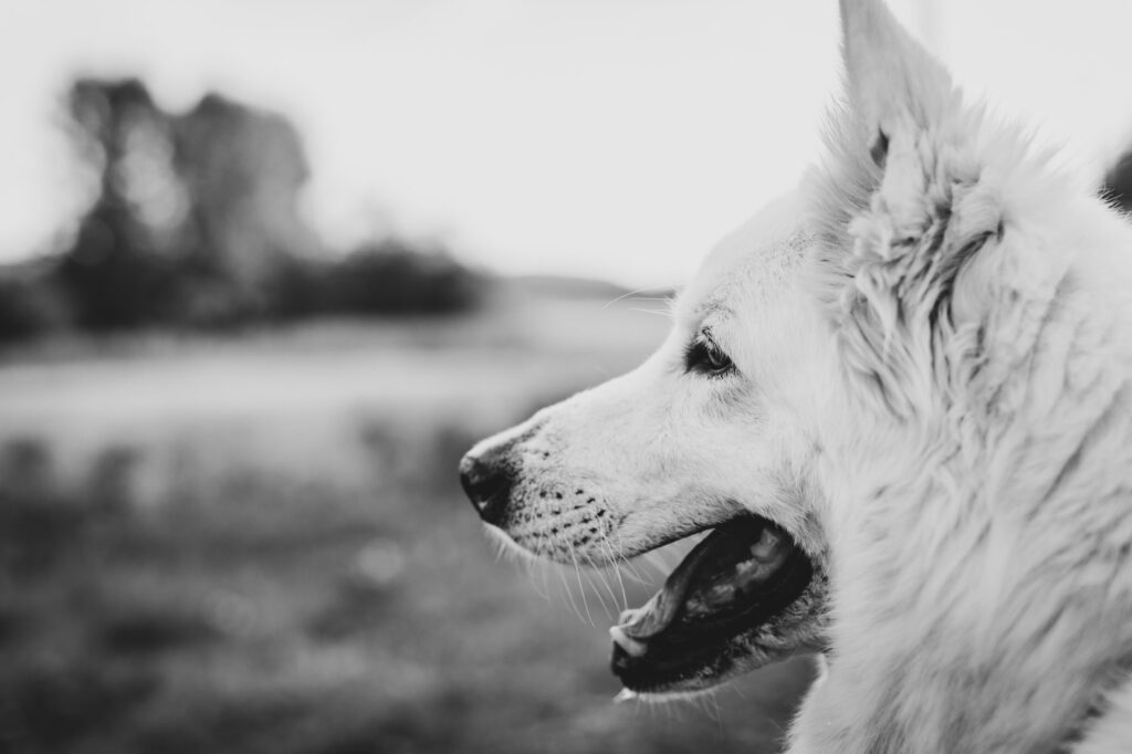 tomas.pictures_portfolio-054